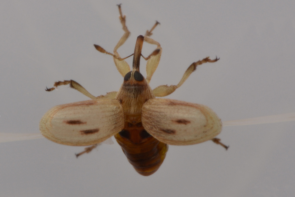 Nanophyidae:  Corimalia sp?   No,  Allomalia quadrivirgata